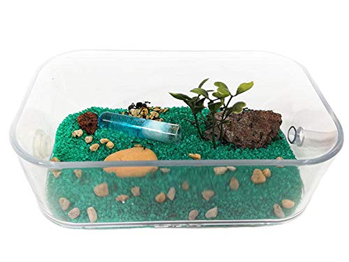 Anthillshop.es - Caja Mediana de forrajeo - para Hormigas y hormigueros Cover