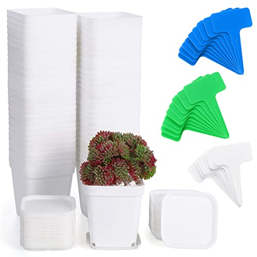 Fippy 60 Pieces Small Plastic Plant Pot 7cm, Square Plant Nursery Pots with Trays, Plant Seedling Pot