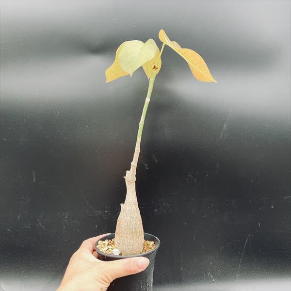 沖縄実生！超緑！最高！ボンバックス！ 沖縄実生！超緑！最高！ボンバックス！