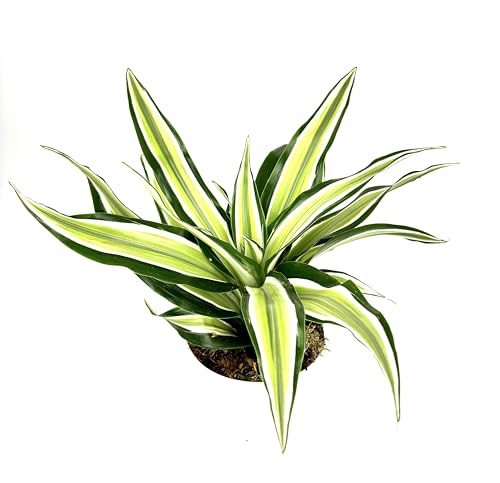 Dracaena Malaika Air Purifying House Plant, 4
