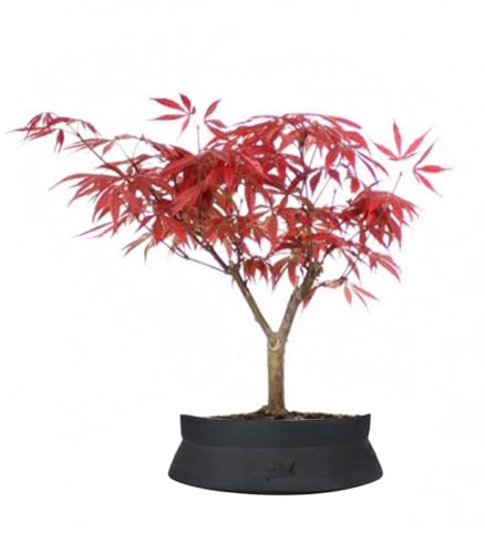Vaso realizzato artigianalmente in terracotta prodotta con pregiate argille toscane, di colore nero space.