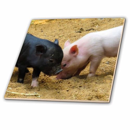 3dRose Pink and Black Piglet in The Sand Animal Pigs 4 Inch Ceramic Tile
