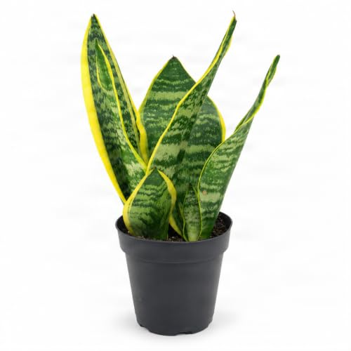 Live Snake Plant – Sansevieria Superba Trifasciata – ragnaroc Tropical Plant in 4” Pot +6” Plant Height, Indoor House Plant in Pot, Potted Succulent Plant