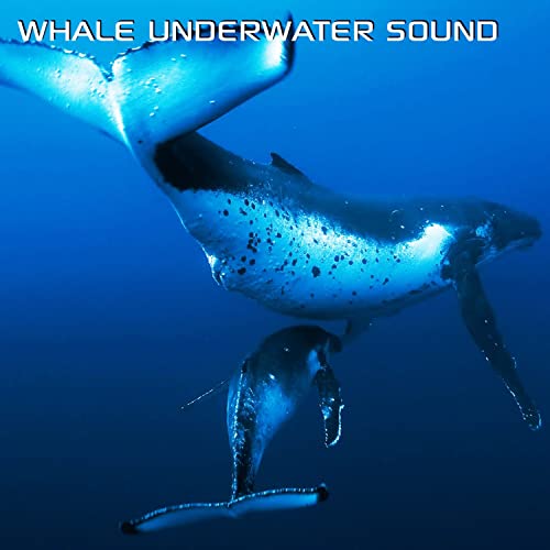Underwater Sounds
