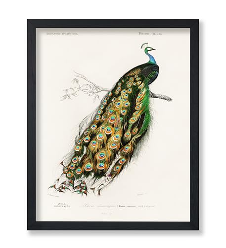 Poster Master Vintage Indian Peacock Poster - Retro Peacock Print - Bird Art - Gift for Men, Women & Animal Lover - Minimal Decor for Dorm, Office, Living Room or Bedroom - 8x10 UNFRAMED Wall Art