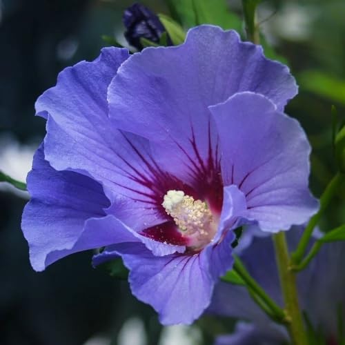 Plant Theory Marina Tree Hollyhock Hibiscus Syriacus Shrub Plant 2L Pot