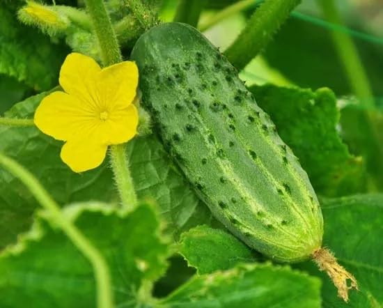 Cucumber/Desi Kheera Seeds for Planting, High Yielding Seeds | 125 seeds per pack