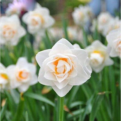 Graines de fleurs de narcisse fraîches à planter blanc-jaune paquet de 100 graines