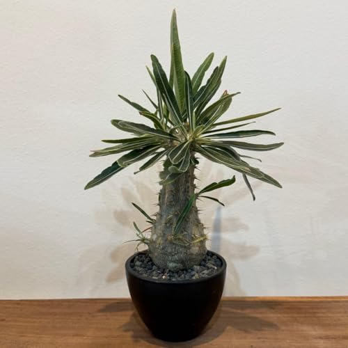 塊根植物 グラキリス」の人気商品一覧 | 安い商品を通販サイトから探す