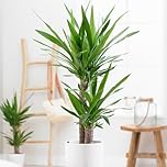 YouGarden Yucca 2 Stem, One Stem 5cm Tall and The Other 12cm Tall, Established Houseplant in 17cm Pot, 70cm Tall, Supplied as Yucca Houseplant, Perfect for Homes and Offices Easy to Care