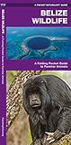 Belize Wildlife: An Introduction to Familiar Species: A Folding Pocket Guide to Familiar Species (Pocket Naturalist Guide Series) - James Kavanagh Raymond Leung 