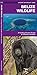 Produktbild Belize Wildlife: An Introduction to Familiar Species: A Folding Pocket Guide to Familiar Species (Pocket Naturalist Guide Series)