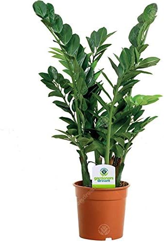 13cm Zamioculca Zamiifolia - 1 Planta- Hogar/Planta de Árbol Viva...