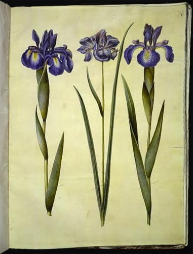 Imagen Art Painting Iris Latifolia Lienzo Impresión Alta Definición