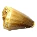 1 (ONE) Large Fossilized Mosasaurus tooth in Museum Box Display in Red Velvet Bag with Beverly Oaks Exclusive Certificate of Authenticity!