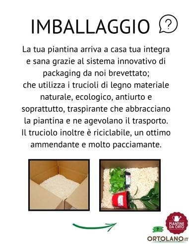 P. Piantine da Orto | Indivia Riccia, Pianta da Orto o Balcone Pronta al Trapianto, Kit da 9 Piantine, Pianta Vera da Esterno, Vivaio Italiano