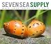 SevenSeaSupply 5 Live Tiger Nerite Fresh Water Aquarium Snails