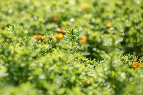 Potentilla fruticosa 'Bella Sol' 30-40 cm – Winterhart, Mehrjährig, Pflegeleicht – Fingerstrauch – Zierstrauch für Beet & Vorgarten