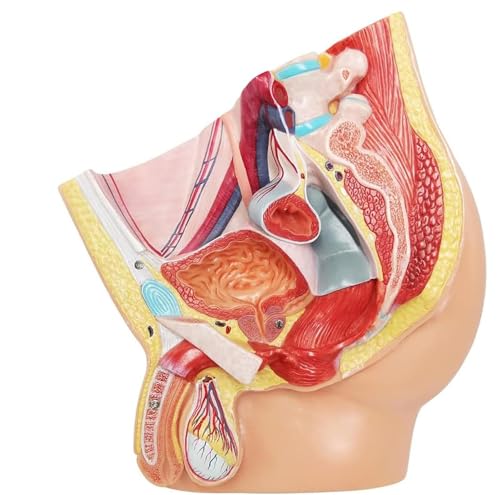 Pelvis mâle 5 pièces AMITD pour l'éducation médicale et cours