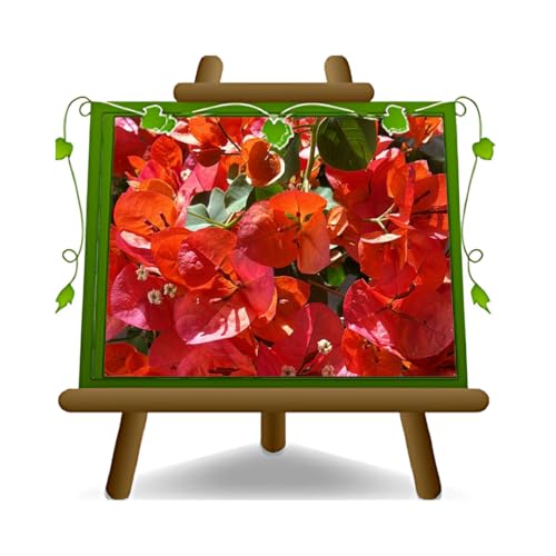 EURO PLANTS VIVAI Bouganvillea Californiana Pyramide Orange Vase: 19 cm Hauteur: 70 cm