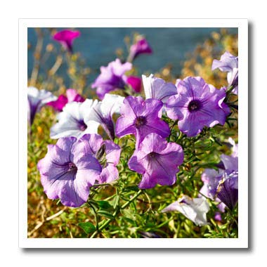 6x6 Iron-On Heat Transfer Violet Petunia Flowers