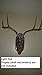 Spud's Wood Working Deer European Skull Mount Wall Pedestal (Light Oak)