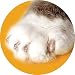 Soft Claws Nail Caps - Large - Natural