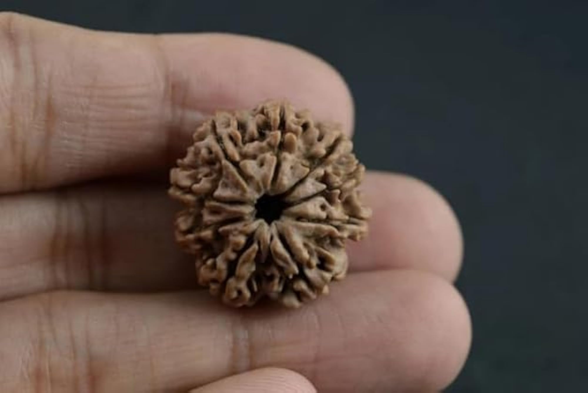 Original Brown 10 Mukhi Rudraksha from Nepal
