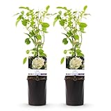 Green boutiQ