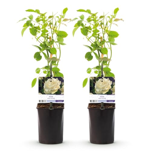 GreenboutiQ - Kletterrose - Rosa White Climber - Blüte Weiß - Wenig Pflege - 2 Pflanzen - Topf 11cm Höhe 40cm