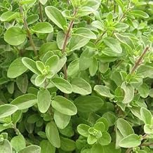 Park Seed Sweet Marjoram Organic Seeds, A Sweet Culinary Herb, Related to Oregano, Pack of 100 Seeds