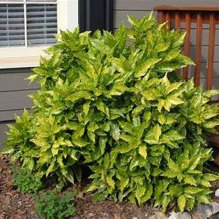 Aucuba Gold Dust – Live Evergreen Shrub | Shade Loving, Low Maintenance Landscape Bush | Variegated Yellow-Green Foliage for Indoor & Outdoor Gardens (3 Gallon Plant)