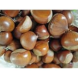 栗 約550g 秋の味覚 山栗 栗ご飯