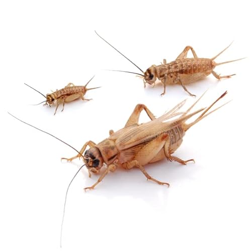 proinsects Heimchen groß 5 Dosen | 200 STK Cover