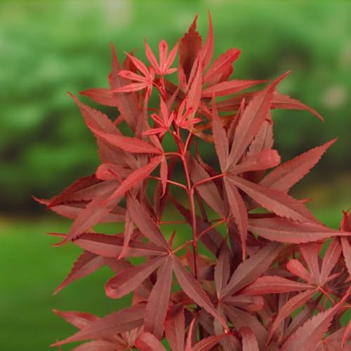 Image of Acer palmatum 'Shaina' - Compact Japanese Maple with Brilliant Red Foliage - Ideal for Containers and Small Gardens – 1x 3 Litre Potted Plant by Thompson & Morgan