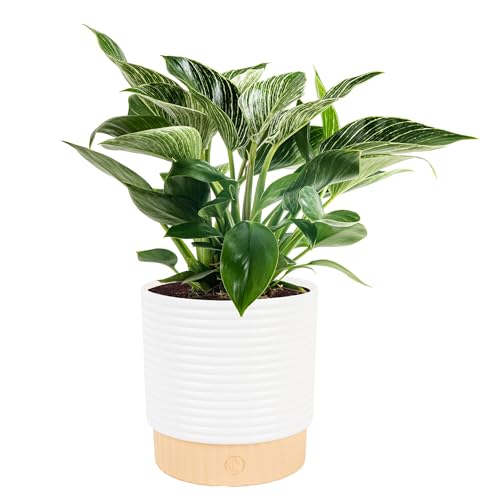 Costa Farms Philodendron Birkin Live Indoor Plant Variegated Houseplant in 6-Inch Decorative Pot Rare Live Plants for Home and Office Decor Gift Air Purifying Indoor Houseplant 12-18 Inches Tall