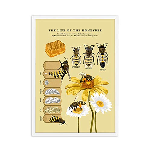Toile d'abeille de qualite superieure illustrations de biologie ancienne 50x75 cm