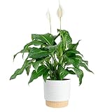 Costa Farms Peace Lily Live Plant in Decorative Pot, Large Air Purifying Flowering Indoor Houseplant, Perfect for Home, Room, or Office Decor, Great House Warming or Birthday Gift, 2-3 Feet Tall