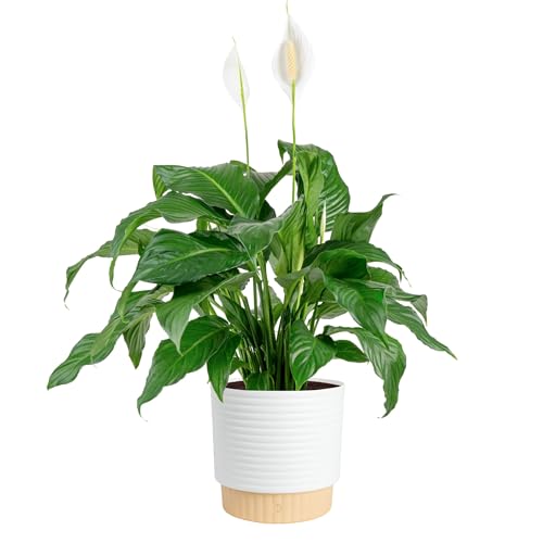 Costa Farms Peace Lily Live Plant in Decorative Pot, Large Air Purifying Flowering Indoor Houseplant, Perfect for Home, Room, or Office Decor, Great House Warming or Birthday Gift, 2-3 Feet Tall