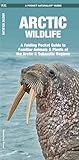 Arctic Wildlife (Nature Observation International)