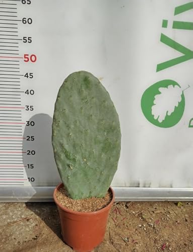 PIANTA GRASSA FICO D'INDIA "OPUNTIA FICUS INDICA " IN VASO 17 CM (foto reale)