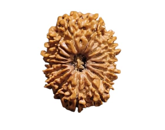 IRIS GEMS 16 Mukhi Rudrakshaa Original Certified Nepali 32mm 16 Face Rudraksh Genuine Solha Mukhee Rudrakshaa Energized Sixteen Faced Rudraksh Oval Shape Brown Bead Rudraksha 16 Face for Men & Women-image-20