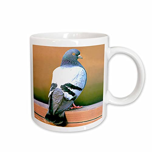 3dRose Dove, Pigeon 15oz Mug