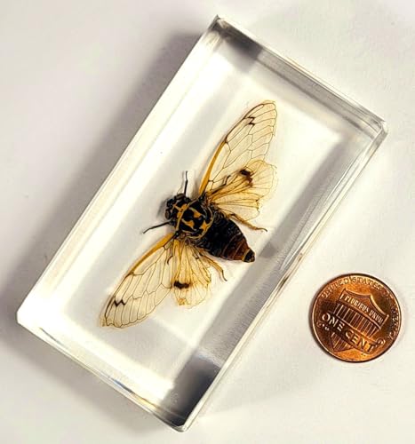 Image of 2.9 inch Real Cicada Cicadatra Querula w /Open Wings in Crystal Clear Lucite Resin Paperweight Specimen Preserved Insect Taxidermy Collection for Biology Science Education Desk Ornament Display Supplies