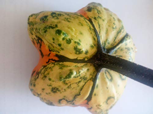 SEMILLAS CALABAZA ORNAMENTAL-VARIEDAD STARS-