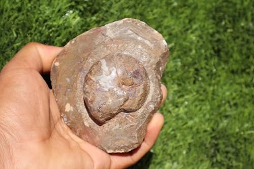 Image of Ammonite Goniatite Fossil Devonien Ammonite from Morocco Fossil Rock ammonites Fossil A150