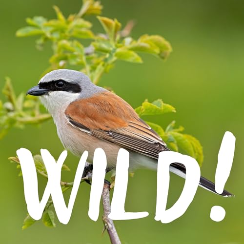 Liebesgesang und Todesschrei: die Sommerv&ouml;gel &ndash; mit Manuel Tacke (NAJU)