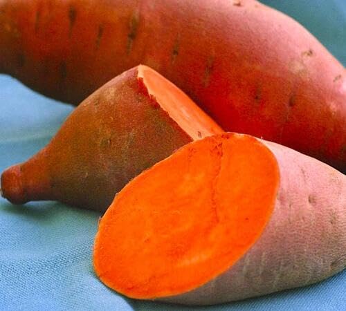 100pcs Orange Sweet Potato Vegetable Seeds