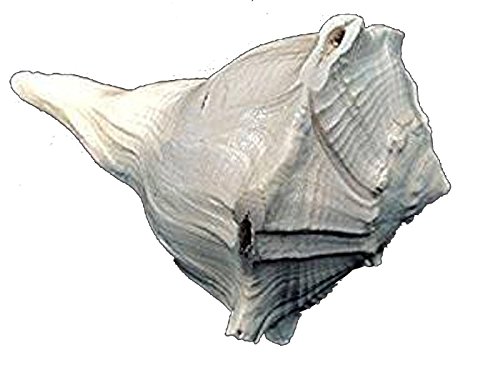 Ramneek Jewels Dakshinavarti Shankh-Right Handed Conch (8-9 Inch) for Diwali (Lakshmi) Pooja