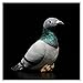 XUXFANG Jouets en Peluche Simulation Mignon Peluche Peluche Pigeon poupée Pigeon Pigeon Pigeon Porteur Pigeon Pigeon Oiseau modèle Cadeau Enfant (Color : Grey Pigeon, Height : 19cm)